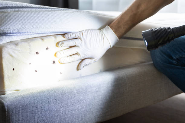 Best Cockroach Control Services  in Darien, IL
