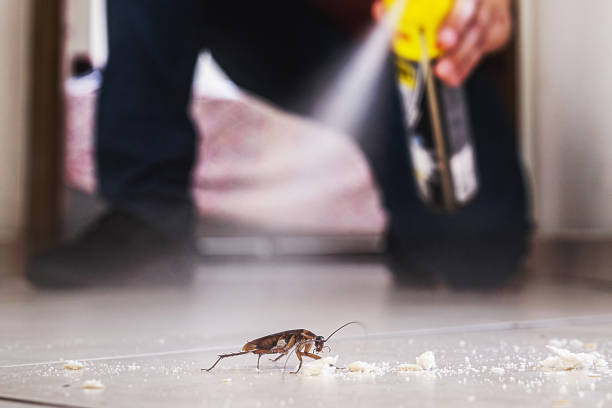 Best Affordable Pest Control Services  in Darien, IL